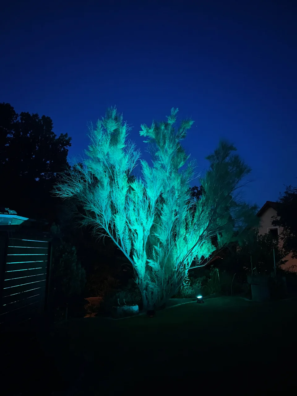 In türkisfarbenem Uplight-Licht angestrahlter Baum in einer Gartenumgebung am Abend