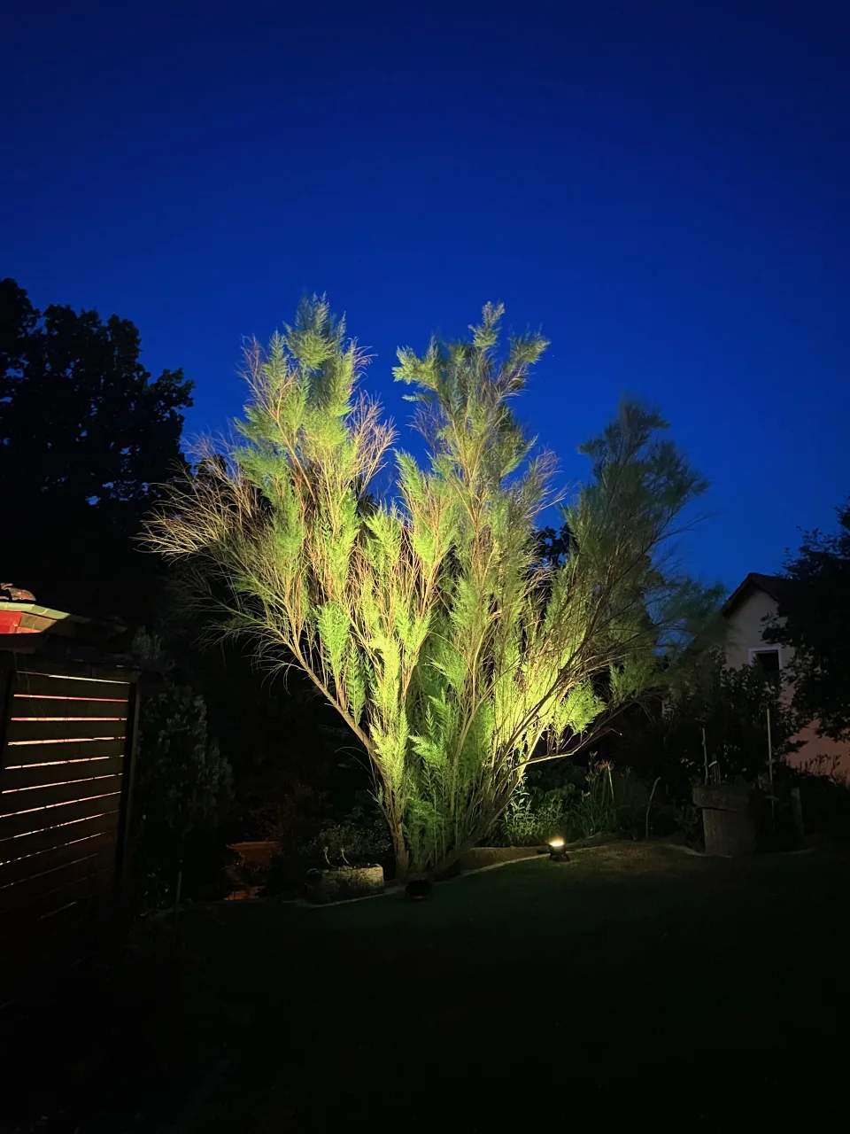 Mit Uplights warm illuminierter Baum in einer Gartenumgebung zur blauen Stunde